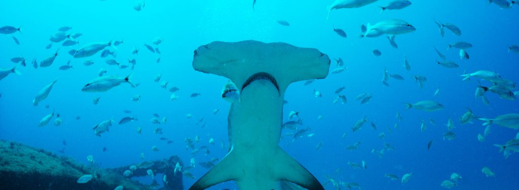 Hammerhead shark smiles
