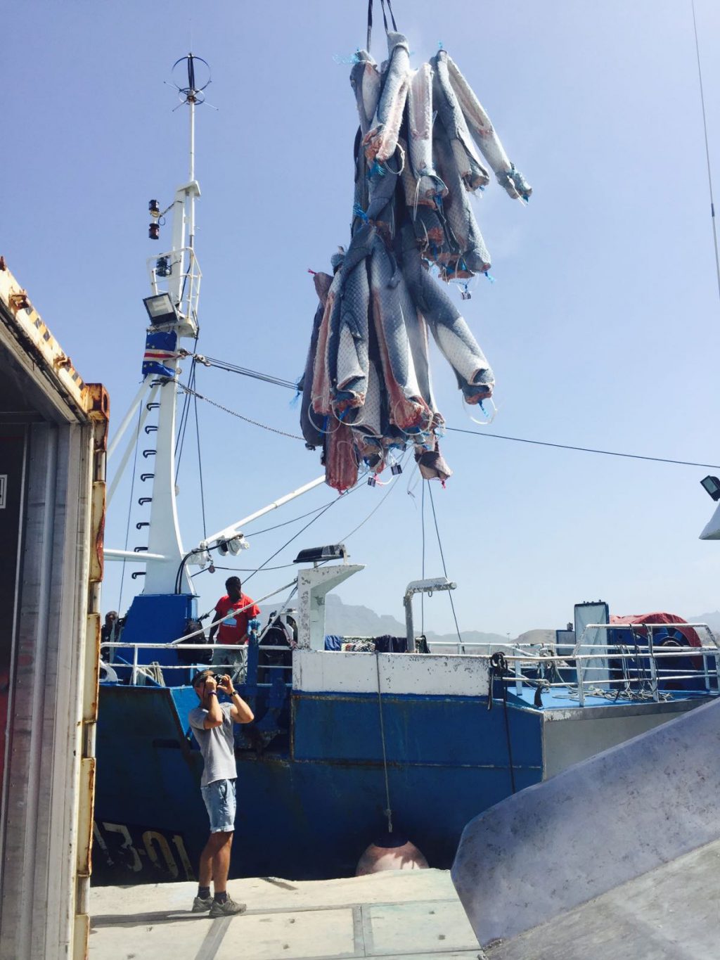 Haul of shark carcass