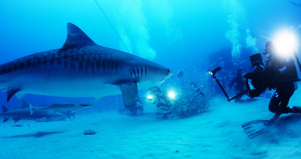 Tiger Sharks