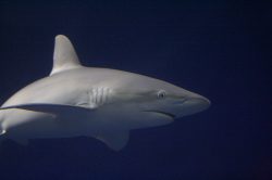  Galapagos_shark