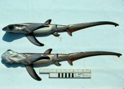 Bigeye Thresher Shark