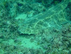  Angelshark