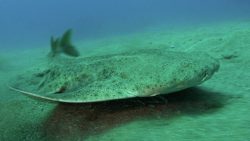  Angelshark