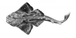 Angelshark (Monkfish)