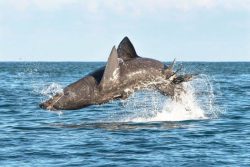  Basking Shark Jump