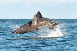  Basking Shark Jump