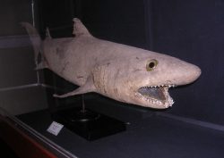  Bigeye Sand Tiger