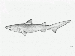  Bigeye Sand Tiger 3