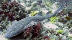 Carpet Sharks Orectolobiformes