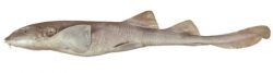 Bluegrey Carpetshark