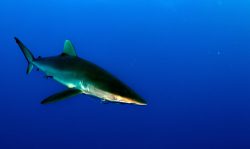  Carcharhinus_falciformis_bahamas