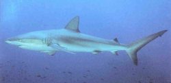  Carcharhinus galapagensis1