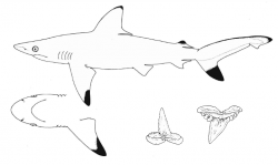  Carcharhinus hemiodon