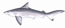  Carcharhinus hemiodon