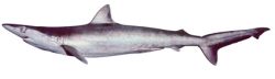  Carcharhinus_macloti