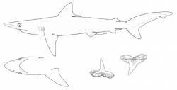  Carcharhinus_macloti