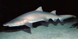 Sand Tiger Shark