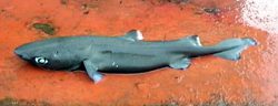 Combtooth Dogfish