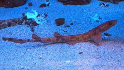 Saddle Carpetshark