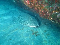  Clouded Angelshark