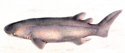  Echinorhinus Brucus