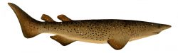  Echinorhinus Brucus