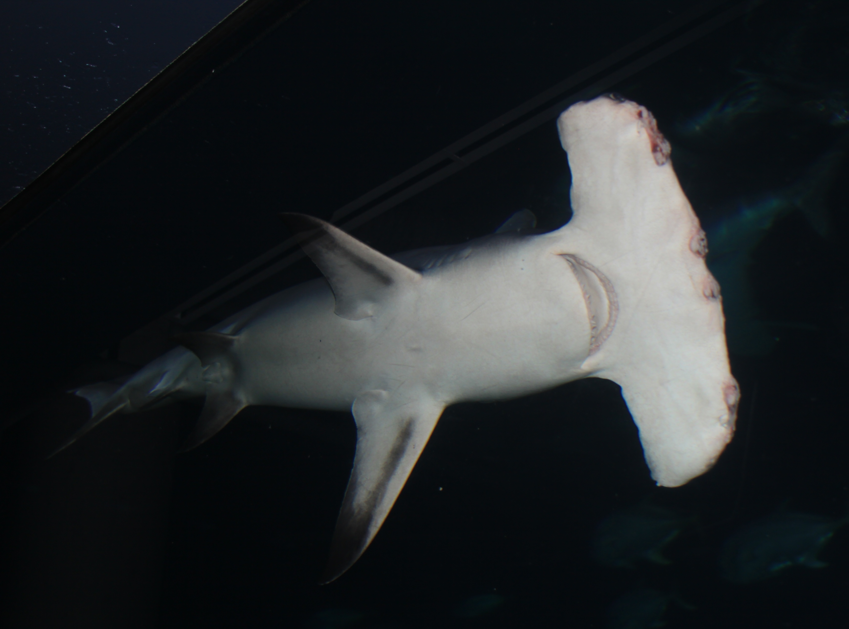 hammer head shark