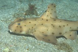  Horn Shark