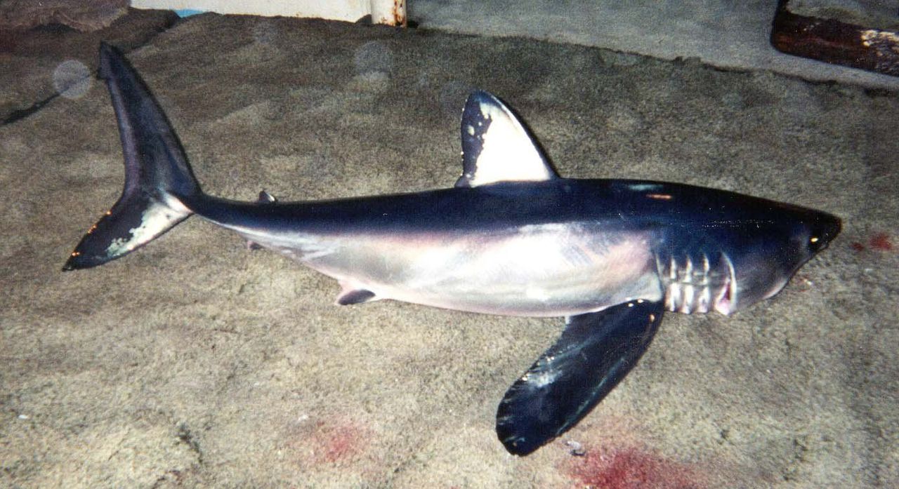Longfin Mako Shark - Sharkwater Extinction, image size:1280x697