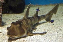 Japanese Bullhead Shark