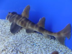  Japanese Bullhead Shark