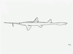  Japanese Sawshark 1