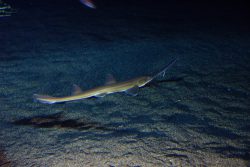  Japanese Sawshark 2