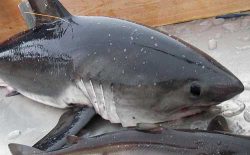 Salmon Shark