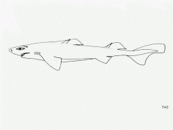  Largespine Velvet Dogfish 1