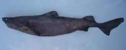  Largespine Velvet Dogfish 2