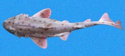 Mexican Horn Shark