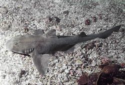  Mexican Horn Shark