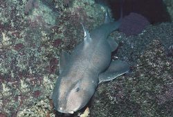  Mexican Horn Shark