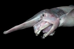 Goblin Shark