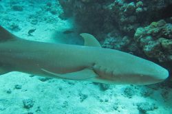 Tawny Nurse Shark