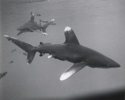  Oceanic Whitetip Shark