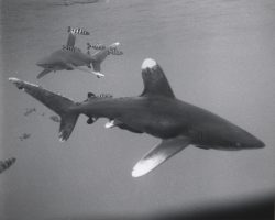 Oceanic Whitetip Shark