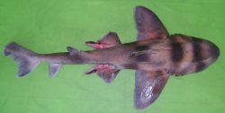  Oman Bullhead Shark