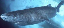  Pacific-Sleeper-Shark 3