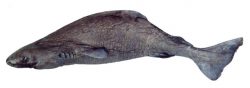  Pacific-sleeper-shark 1