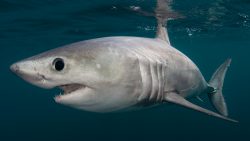 © Doug Perrine Porbeagle Shark