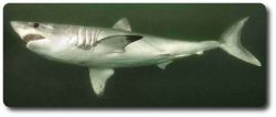  Porbeagle Shark