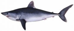  Porbeagle Shark