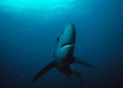 Blue Shark